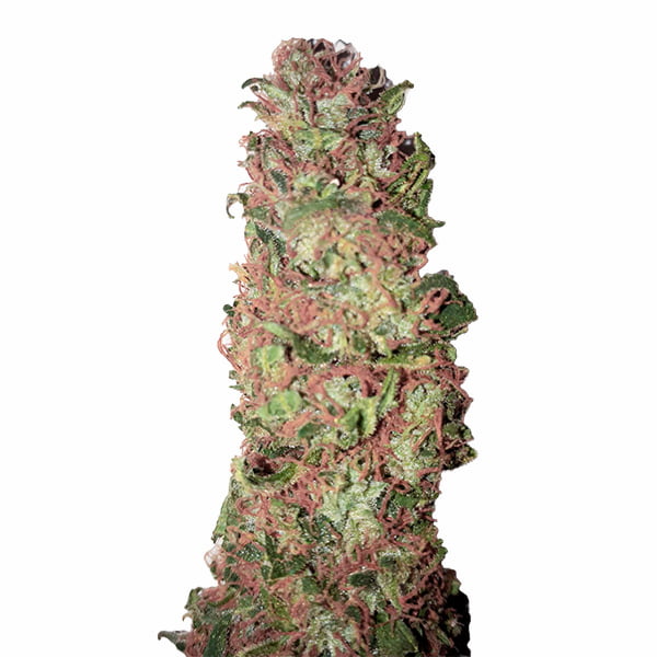 Auto AC DC Cookies CBD+ > CBD+ Buds | CBD cannabis seeds  |  Indica